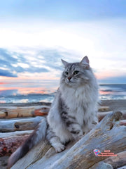 Majestic Maine Coons – Cat Diamond Painting Collection artwork design C2173-19