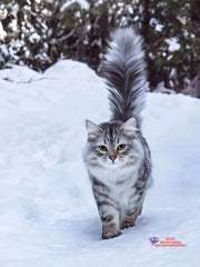 Majestic Maine Coons – Cat Diamond Painting Collection artwork design C2173-11