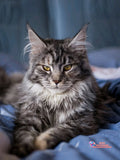 Majestic Maine Coons – Cat Diamond Painting Collection